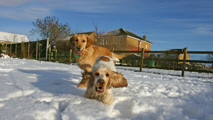 Golden retriever dog and Cocker Spaniel in the snow