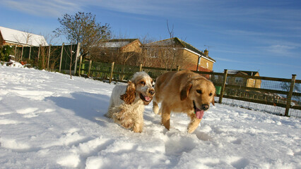 Golden retriever dog and Cocker Spaniel in the snow