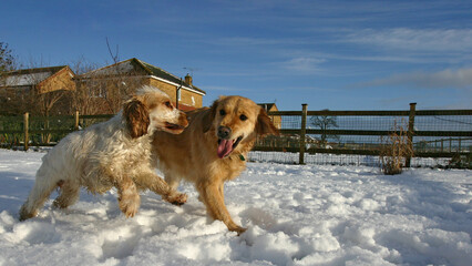 Golden retriever dog and Cocker Spaniel in the snow