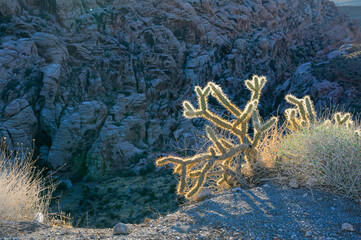 Cholla cactus (Cylindropuntia sp.) under morning sun on the background of a rock, Red Rock Canyon, Nevada, USA.