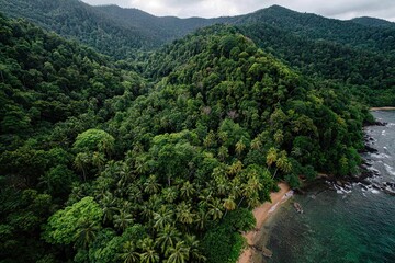 Obraz premium Verdant jungle meeting the ocean along a secluded tropical beach