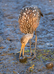 Limpkin (Aramus guarauna) eating the captured giant apple snail (Pomacea maculata) at early morning, Fort Bend County, Texas, USA