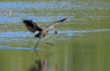 Limpkin (Aramus guarauna) running in shallow water with a giant apple snail in the beak with wings open, Fort Bend County, Texas