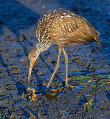 Limpkin (Aramus guarauna) eating the captured giant apple snail (Pomacea maculata) at early morning, Fort Bend County, Texas, USA