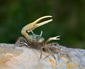 Brackish-water Fiddler Crab (Uca minax) male displaying in defensive posture, Galveston, Texas, USA.