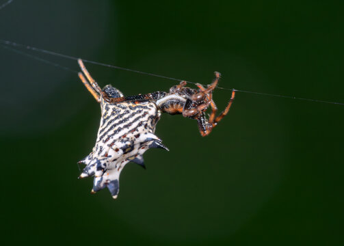 spined micrathena or castleback orbweaver (Micrathena gracilis), side view, Fort Bend county, Texas