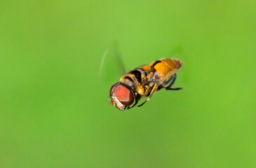 Northern plushback hoverfly, or flower fly, or syrphid fly (Palpada vinetorum) flying and hovering against gren background, Brazos Bend State Park, Needville, Texas, USA.