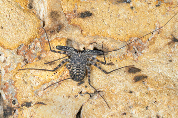 Tailless whip scorpion or giant amblypygid or Tanzanian Whipspider (Damon diadema) in a cave, Three Sister Caves; Mdenyenye cave, Kwale county, coastal Kenya.