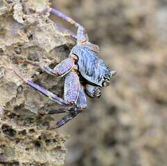 Thin-shelled Rock Crab, or Natal sally-light-foot crab (Grapsus tenuicrustatus) on coral rock, Kilifi County, Watamu, coastal Kenya.