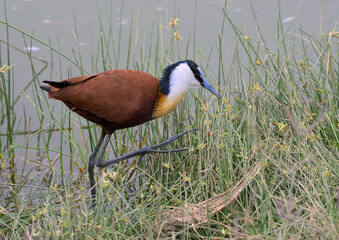 African Jacana (Actophilornis africanus) walking with its long-fingered foot in tall grass, Lake Nakuru National Park, Kenya.