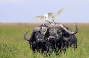 Naklejka premium Cape buffalo (Syncerus caffer caffer) with cattle egrets (Bubulcus ibis) in Lake nakuru National Park, Kenya.
