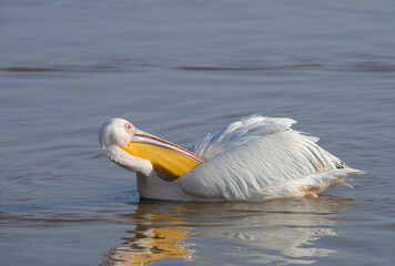 Great white pelican (Pelecanus onocrotalus) preening, Lake Nakuru National Park, Kenya