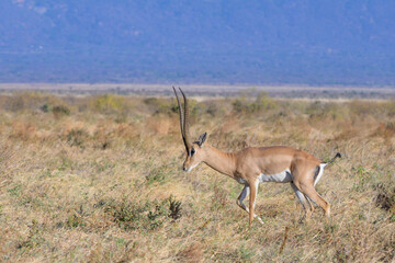 Grant's gazelle (Nanger granti) male in savanna, Tsavo East national Perk, Kenya.