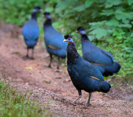 Western crested guinea fowl (Guttera verreauxi) flock, Mount Elgon National park, Kenya.