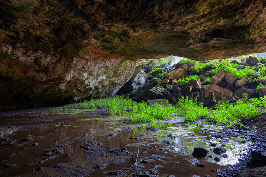 Kitum Cave, roost of several bat species including Egyptian rousette fruit bats (Rousettus aegyptiacus), Mount Elgon National Park, Kenya.