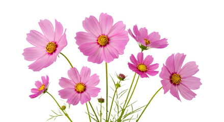 Pink cosmos flowers blooming isolated on white a vibrant floral arrangement for spring designs and botanical illustrations