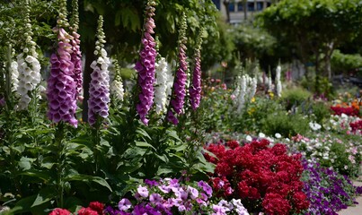 Obraz premium an english cottage garden filled with vibrant flowers like foxgloves, petunias, and lavender in various colors