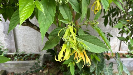 Ylang Ylang Flower Blooming on Tree Branch in Natural Garden. Close-up view of a yellow ylang ylang flower blooming among green leaves on a tree branch.