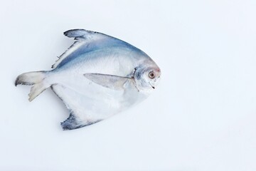 White Pomfret, fresh fish, free space, place for text, top view, white background