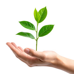 Nurturing Growth: A Tender Hand Cradle a Young Plant, Symbolizing Care, Sustainability and the Promise of the Future.