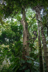 Fototapeta premium Towering Trees and Lush Canopy in a Tropical Garden with Vintage Lamp, Xalapa, Mexico