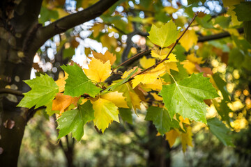 Close-up of wet Plane Tree leaves in an autumn setting. Sycamore, Platano, foliage, branch, autumn, no people, park, garden, nature, plant, wood, forest, outdoors, fall, season, colorful, transition