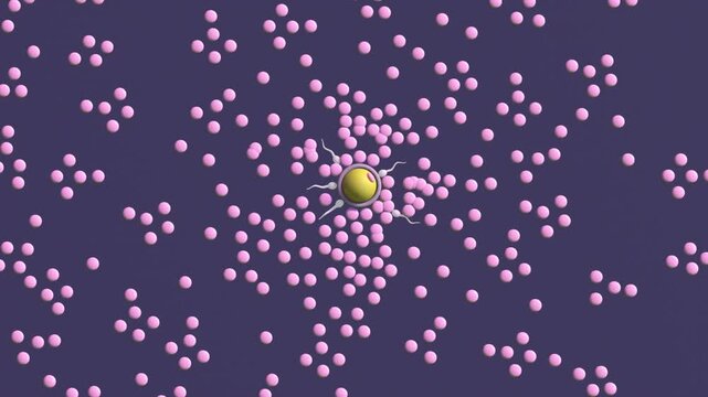 Cumulus cells and corona radiata cells dispersed by sperm before fertilization