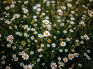 Dense cluster of white daisies with yellow centers covering frame from above, top view in diffused natural light, floral texture background for designs.