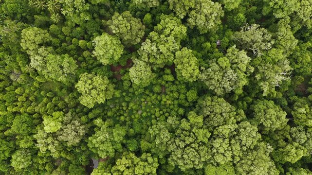 Thick rainforest grows on Pulau Ai in the Banda Islands of Indonesia. This beautiful set of islands is best known for its long and lucrative history of growing nutmeg. Now it's a diving destination.