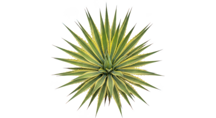 Variegated Agave Plant Isolated On Black Background
