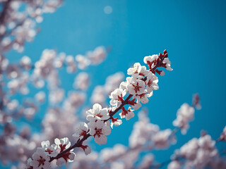 Cherry blossom branch covered in pale pink flowers against clear blue sky, backlit natural light, shallow depth scene for seasonal greeting designs.