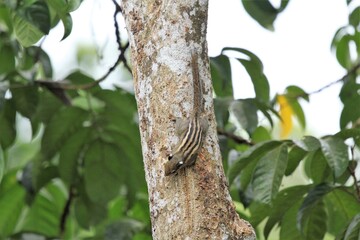 Squirrel on a tree in the rainforest of Thailand