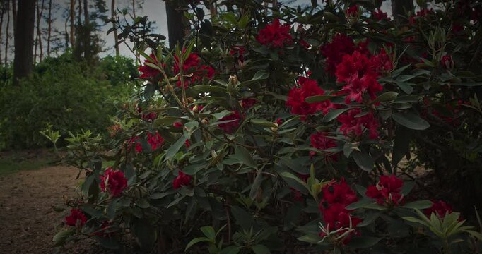 Flourishing Red Flowers Creating an Inviting Garden Scene