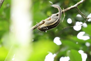 Squirrel on a tree in the rainforest of Thailand
