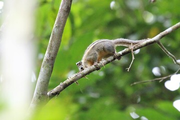 Squirrel on a tree in the rainforest of Thailand