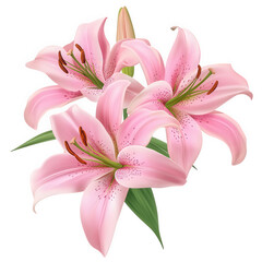 Fototapeta premium Elegant pink lilies isolated on transparent background, showcasing delicate petals and vibrant green leaves, creating a visually appealing floral arrangement for various purposes