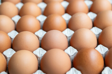 Fresh organic brown chicken eggs in cardboard tray
