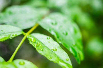 rain water drop on green leaf closeup natural background