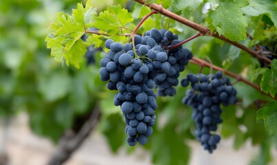 smaller dark wine grapes
