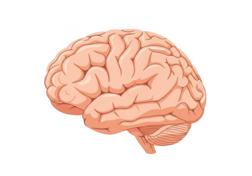 Detailed illustration of human brain isolated on transparent background, side view