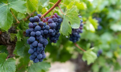 smaller dark wine grapes