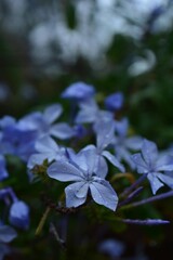 Macro photo of a single leaf, frosty with water drops, a close-up of nature's beauty in the spring season