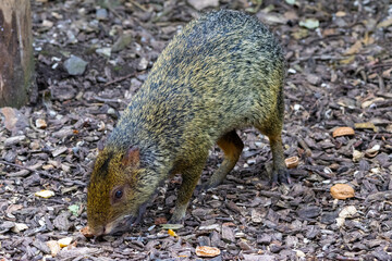 Agouti