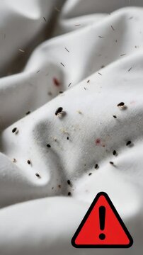 Bed bug infestation on white duvet with warning signs, showing small insects on fabric for pest control concept Vertical video