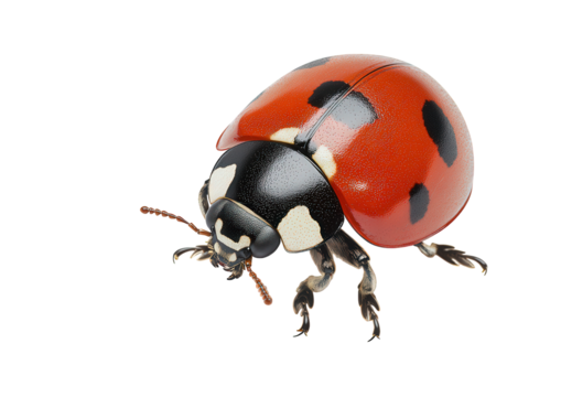 Isolated on transparent background, a vibrant ladybug with red and black spots sits in profile, showcasing its iconic pattern and delicate features