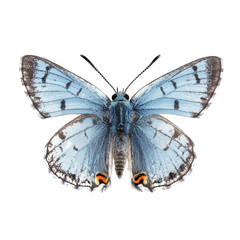 Obraz premium Detailed image of a blue butterfly isolated on transparent background, revealing its delicate wing patterns and vibrant colors, a captivating glimpse into natures beauty