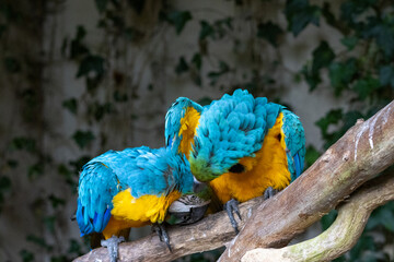 Ara Ararauna (bleu et jaune) © Ludovic