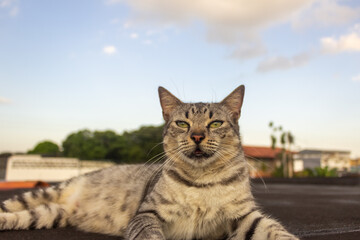 Cute cat lying on the roof in the evening. 