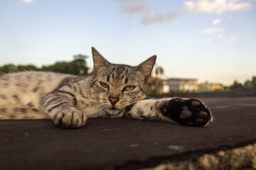 Cute cat lying on the roof in the evening. 