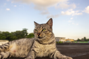 Obraz premium Cute cat lying on the roof in the evening. 